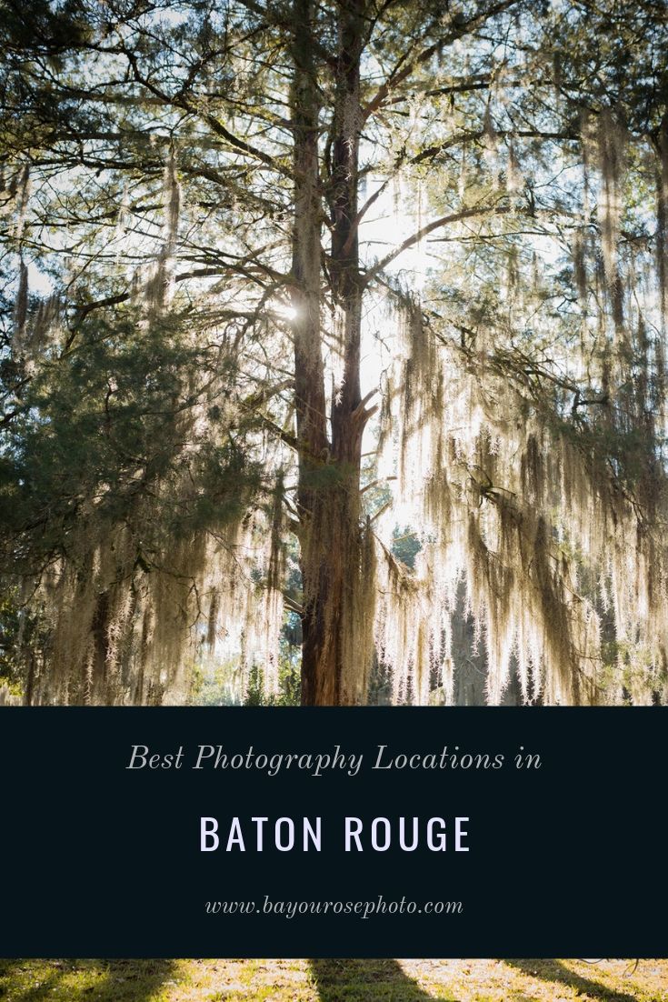 Tree with Spanish moss overlayed by text Best Photography Locations in Baton Rouge
