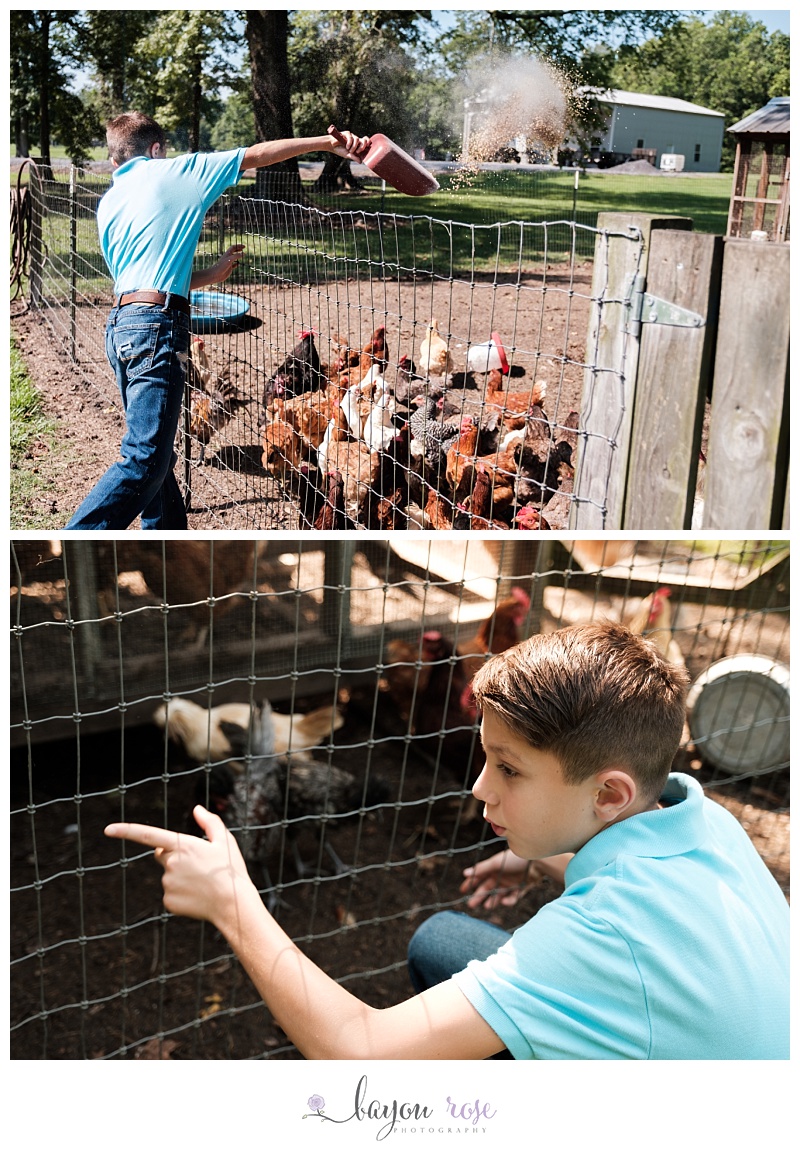 boy feeds chickens at home
