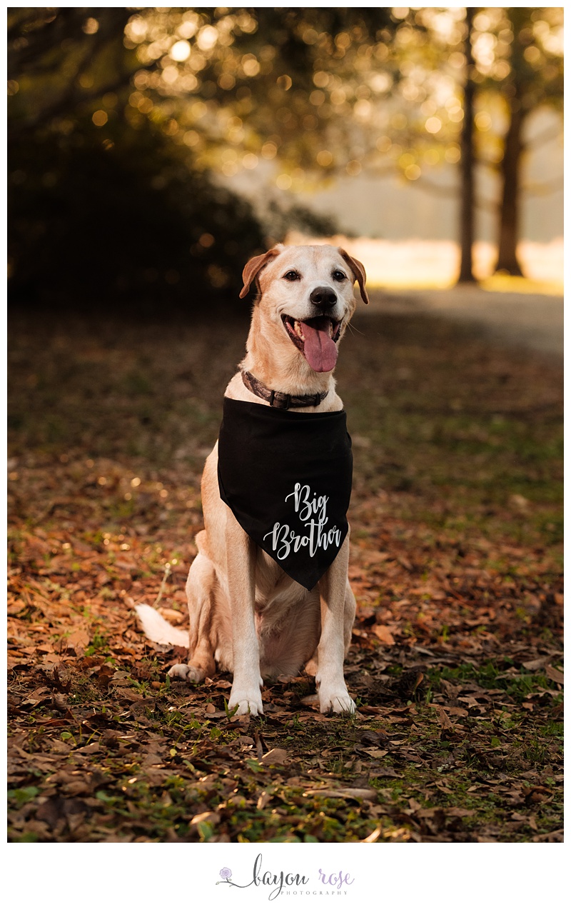 dog wearing big brother scarf in Baton Rouge maternity photography session at Rosedown