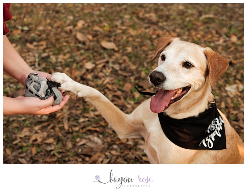 dog pawing at baby shoes at Rosedown maternity photo session