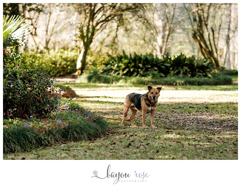 dog watches on as his owners pose for engagement photos at Windrush Gardens