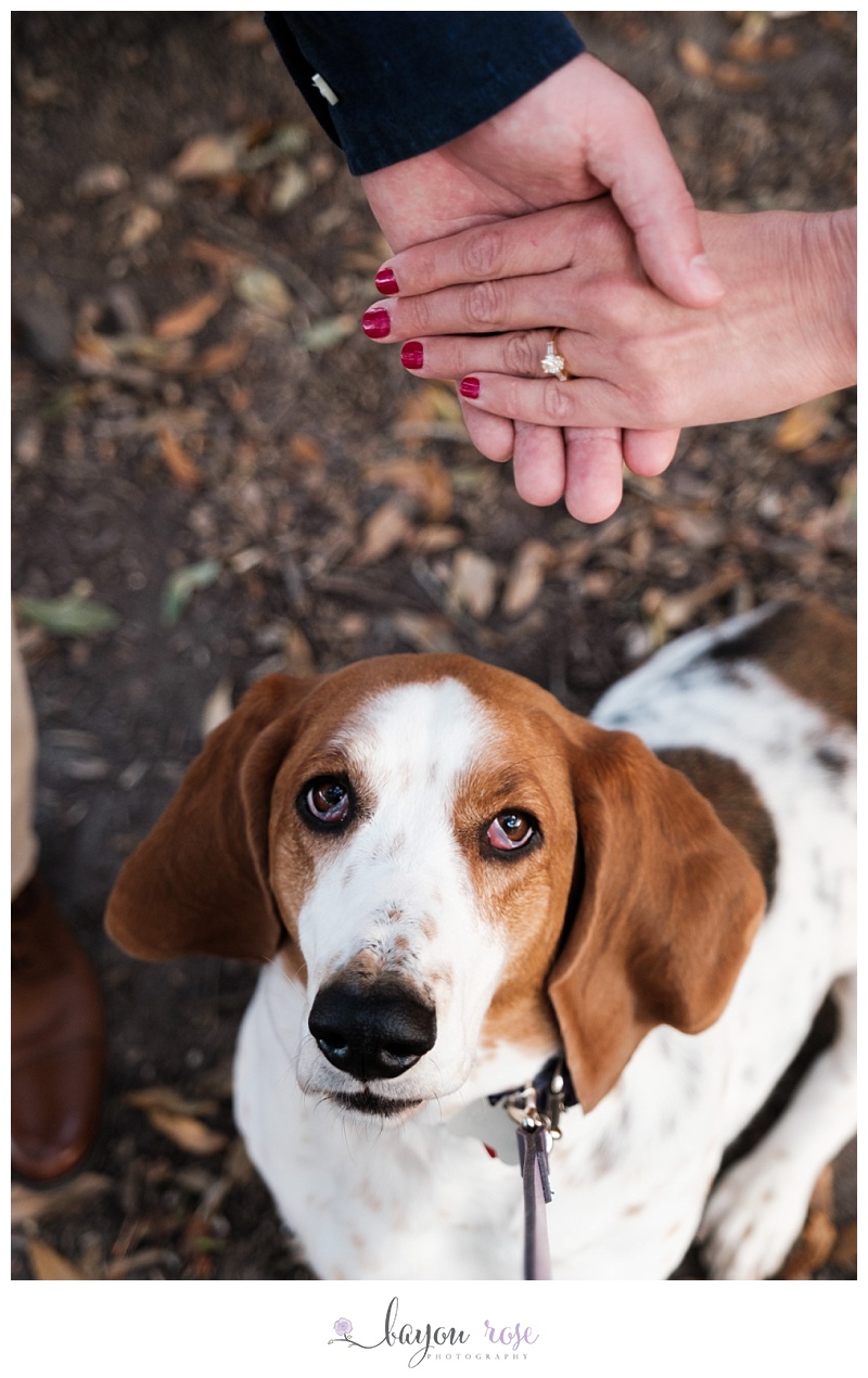 Photo of basset hound at engagement photo session