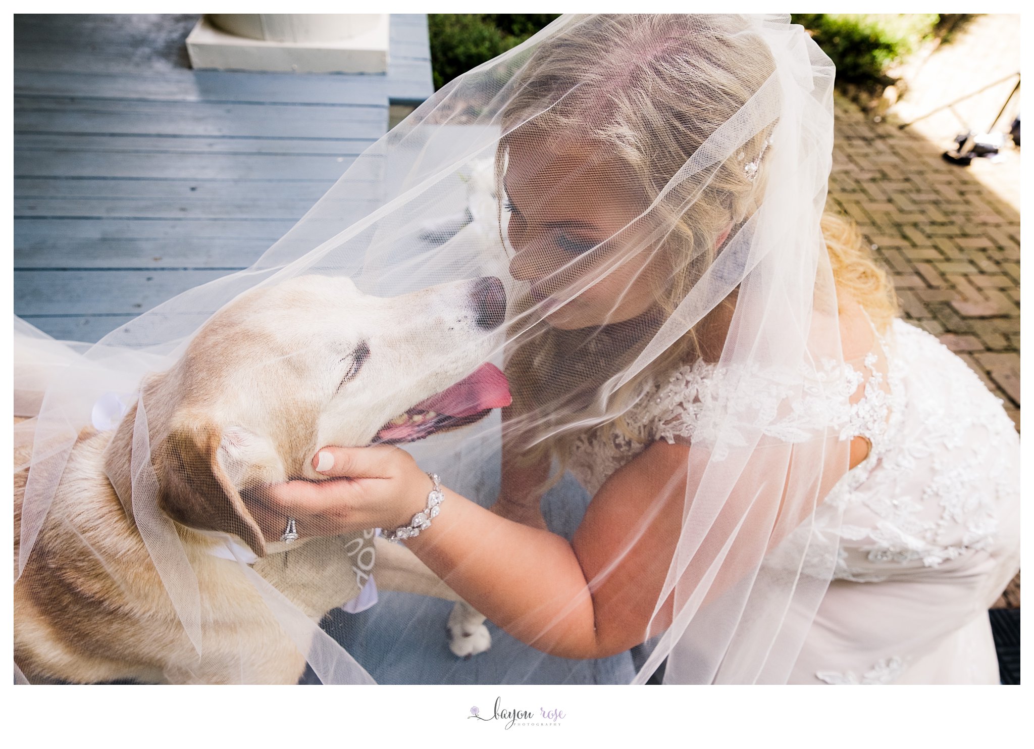 dog under veil with bride